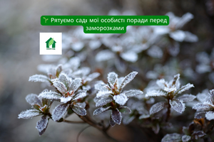 🌱 Рятуємо сад: мої особисті поради перед заморозками фото